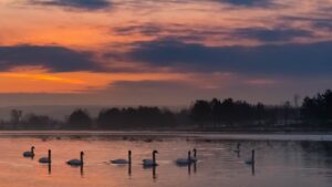 sunrise, swans, morning